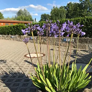 Kaitzbach-idylle Dresden